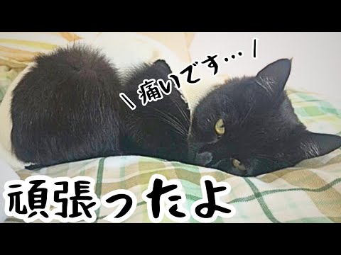 避妊手術から帰った保護猫がこうなりました