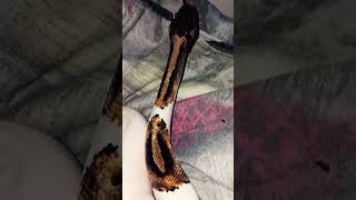 🤍🐍#snake #viralvideo #foryou #reptiles #animals #fypシ#piedballpython