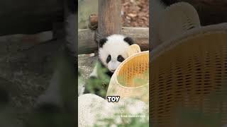 The nanny and the baby panda#panda #animals #funny #pandalife