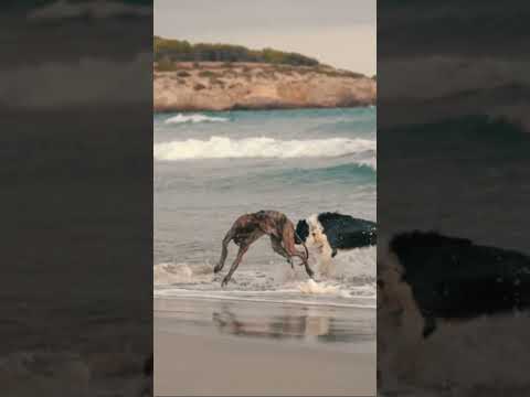 Crazy Sprint: Fastest 100m by a Dog