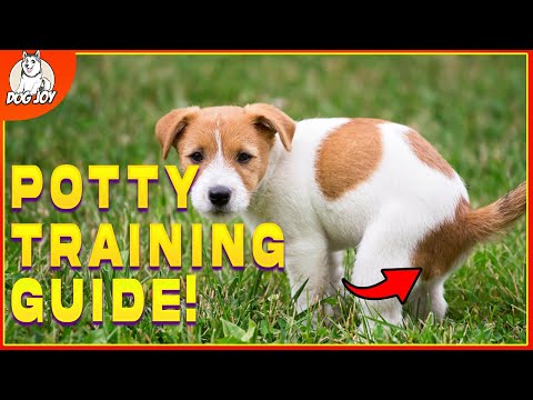 How To Potty Train Your Puppy FAST! (Plus More Puppy Training Hacks!)