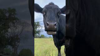 cute cow 🐄 | 02 #sheep #dog #cow #goat #monkey #cat #horse #donkey #bull #sheepcraft