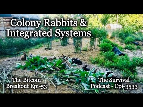 Colony Rabbits and Integrated Bitcoin Systems - Epi-53