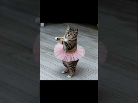 Le danse de cat #chat #history