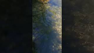 light Refraction and reflection