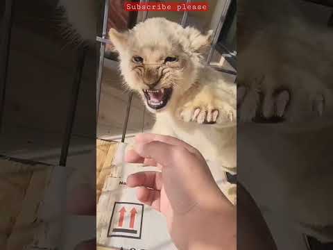 Lion son is in angry mood #shortsvideo #animals #love #attitude #sad #king