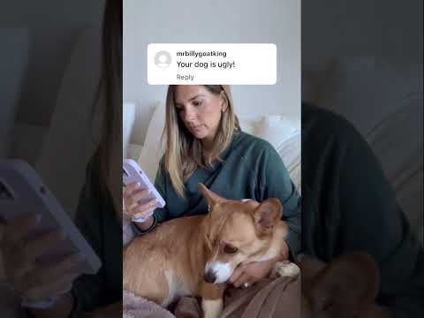 Someone called my dog ugly!! #dog #corgi #cutedog #dogmemes #trolls #dogshorts #memes #funnyvideo