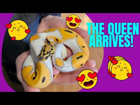 Unboxing the Future