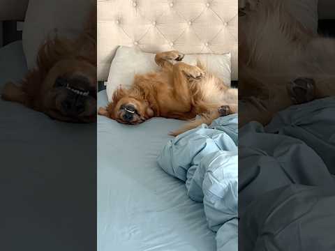 🙄 Well, they do… #funnydogs #funnydogvideos #goldenretreiver #dog #dogsofyoutube