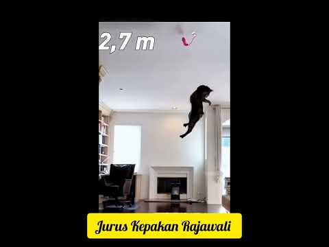 Kucing Hebat