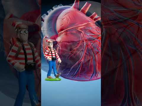 Ant Heart vs Whale Heart