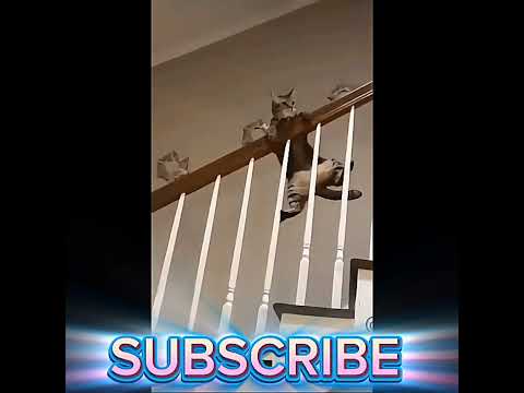 Cats Who Went Viral #shortsfeed  #shorts #short