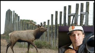 Responding to Viewer Comments: A Brief History of the Tule Elk Situation in Point Reyes