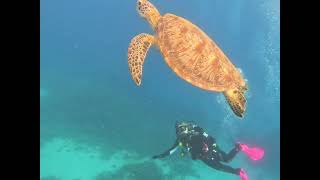 Coral Sea with Spirit of Freedom 2022