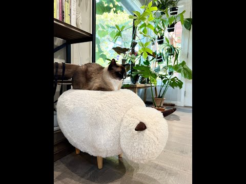 My 🪴 my 🐱 & my 🐑 | Plant Please