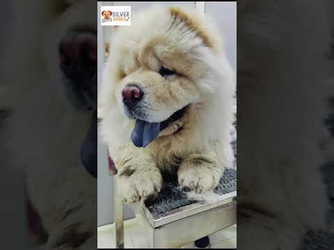 Silverbones  #pets #petspa #dogbreeds #petcareservices #shihtzus #petlovers #petshop #dog #grooming