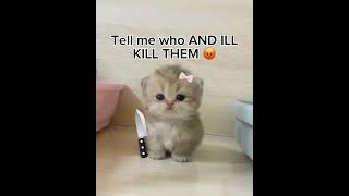 stay if ur ugly :( cat trend! #shorts #cutecat #cat #kitty
