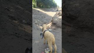 Bechari Sheep Par Kala Nasg