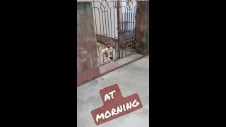 At morning time going to tuition....🔥🔥 #CyberTechnoAmit #shorts