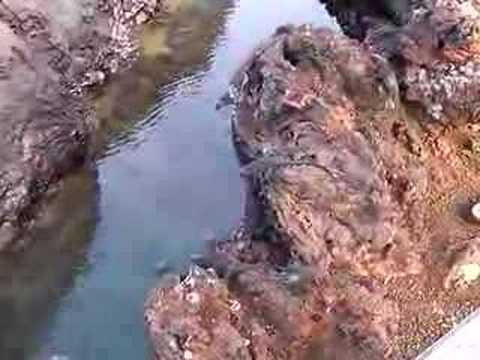 White Tip Sharks and Marine Iguanas