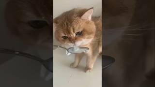 قطه كيوت | قطه صغيره | قطه المنزل | قطه تشرب حليب | قطه جميله | مضحك 🐈🥛