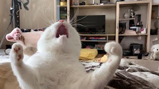 Cats So Overdramatic, They Deserve an Oscar! 😂 Best Funny Cat TV