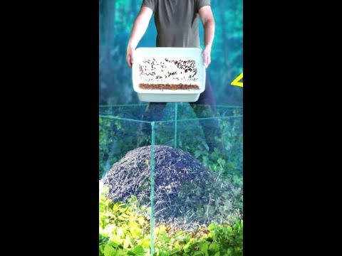 We Released 1000 Cockroaches In Large Anthill #shorts #madscienceen