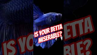 5 Signs Your Betta Fish is Unhappy 😡🐟