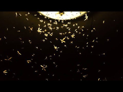 Why insects are attracted to light,mosquitoes spread diseases ,which agents do most pollination.