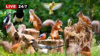 🔴24/7 LIVE CAT TV NO ADS😺 Unlimited Fun with Wild Birds and Cutest Red Squirrels