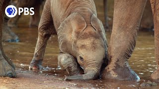 Coming Soon to NATURE: Season 40