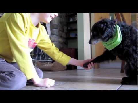 La PLUS BELLE vidéo des petits tours d'un chien adopté [Chico, caniche miniature X]