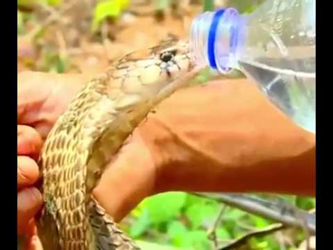Amizade Animal - Homem x Cobra
