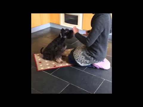 Paw target- how not to! And then we get it together!