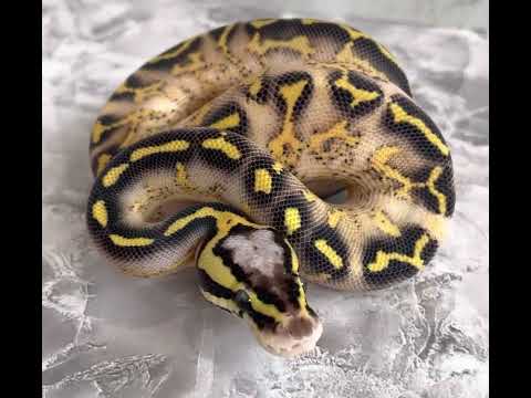 pastel freeway ball python hatchling