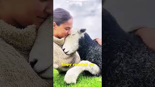 Please subscribe to my channel #animals #wildanimalfacts #animalfacts #foryou #wildlife #wildlifefun