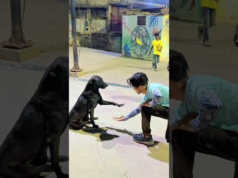 Dog Performs Amazing Flip🐶🤸‍♂️#DogFlip #DogTrick #AgilityDog #FunnyDogs #DogLovers #pets