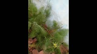 Cumin tree( cuminum cyminum)  like👍 & subscribe 🌿