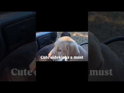 #farmlife #cow #animalshorts #countrymusic