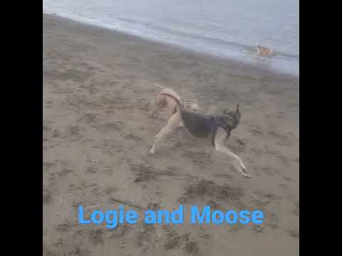My boy and his buddy at the beach for his 1 year bday #dogs #goldendoodle #puppy #beach #play