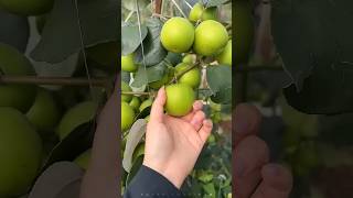 Top 10 Amazing Facts About Food 🍏🍒 #shorts #foodfacts #factscorridor