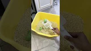 Bestie Bestie Bestie #shorts