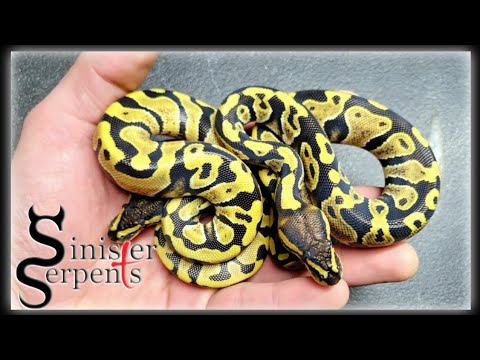 Wookie Desert Ghost Clutch Update || Baby Ball Python Update