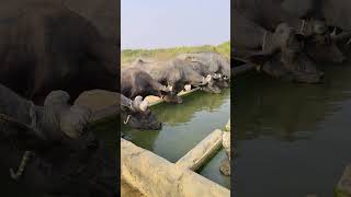 Piyor banni baffalo #bani #buffalo #bhesh #bannibull #virulshorts #virulshort #animals #nature #vlog