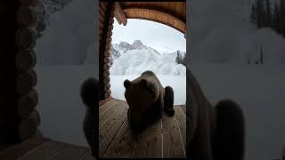 Incredible! Mother Bear Shields Cub from Massive Avalanche 🐻❄️