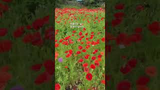 #꽃멍 #은퇴일기