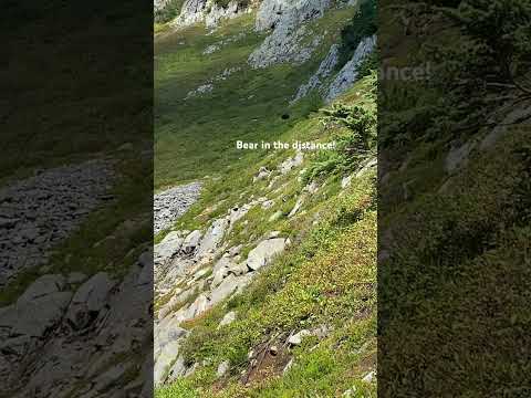 Black Bear in the Distance