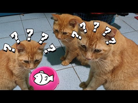Meow meow 😺 I'm not hungry !