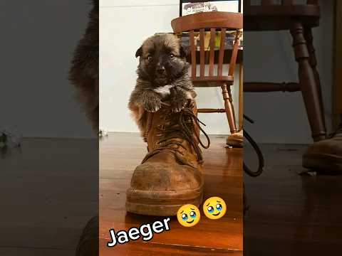 Cutest transformation #dogshorts #germanshepherd