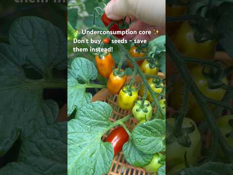 Underconsumption core: saving tomato seeds to plant ✨🍅 #gardening #tomato #salad #seedlingtrays